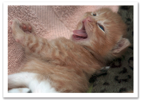 Mel Yawning R Olson B.jpg